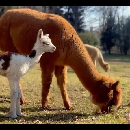 Sorti Alpaca Farm Appartamento Montegrino Valtravaglia