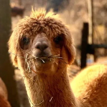 Sorti Alpaca Farm Appartamento Montegrino Valtravaglia