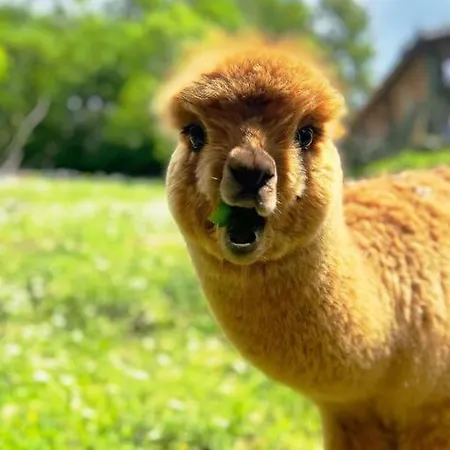 Appartamento Sorti Alpaca Farm Montegrino Valtravaglia